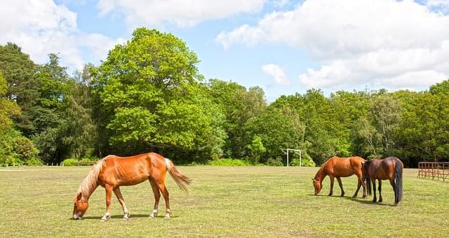 new forest 1