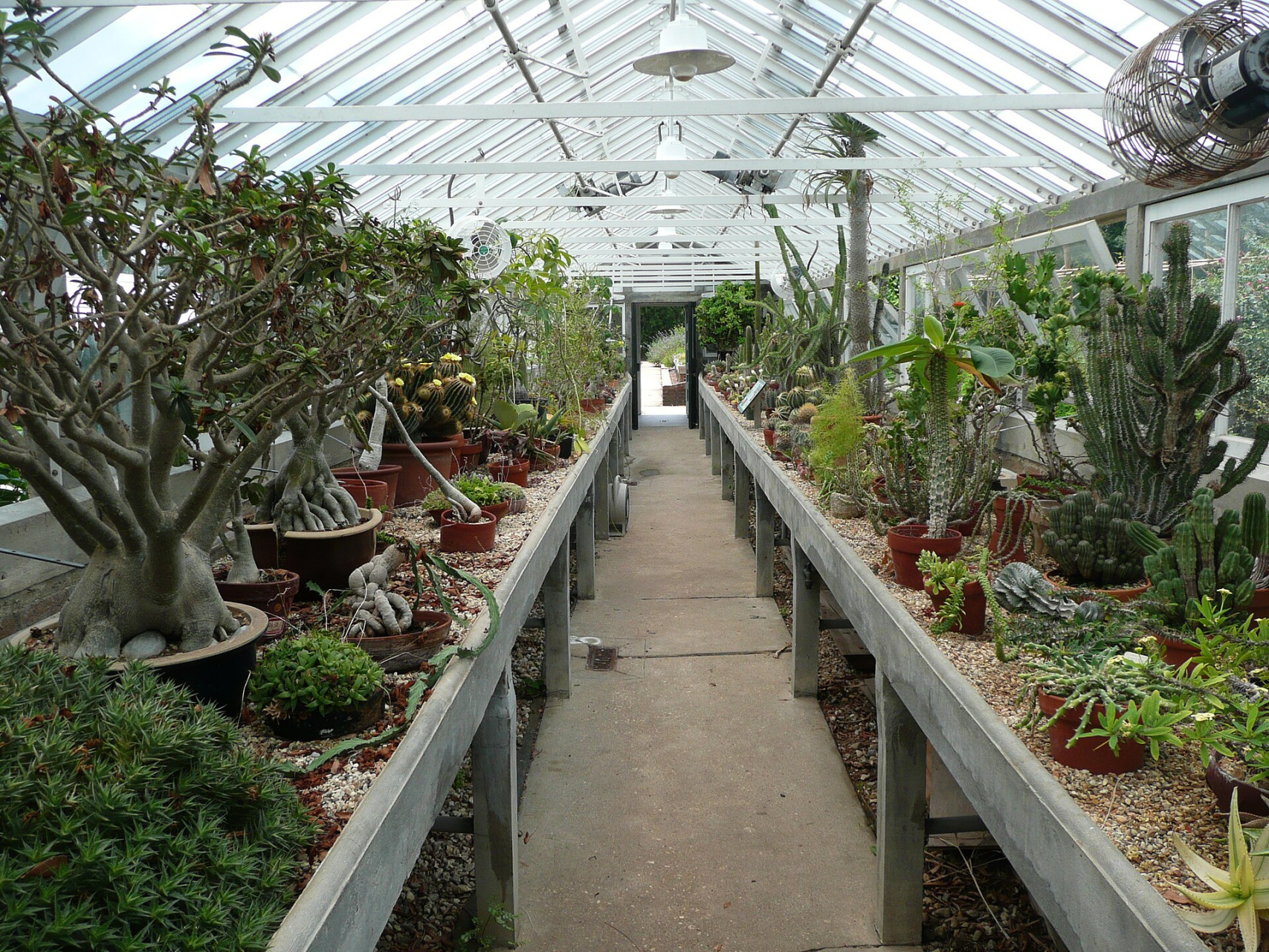 neworleansbotanicalgardengreenhouse2011