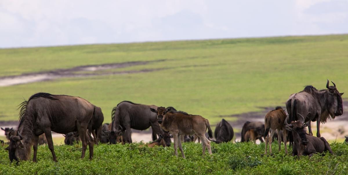 Ngorongoro Conservation Area Tanzania