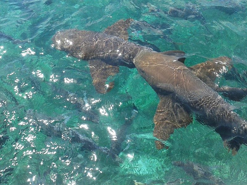 nurse shark at hol chan 1