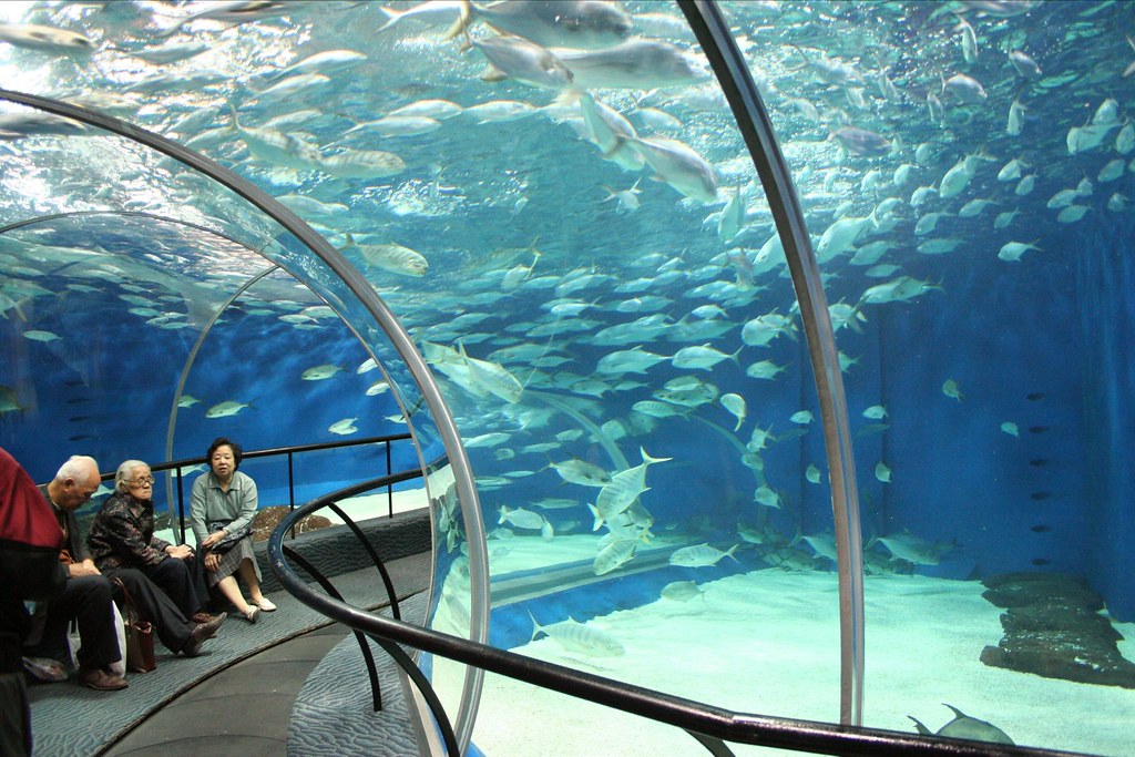shanghai ocean aquarium
