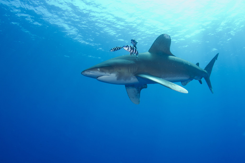 oceanic white tip shark carcharhinus longimanus