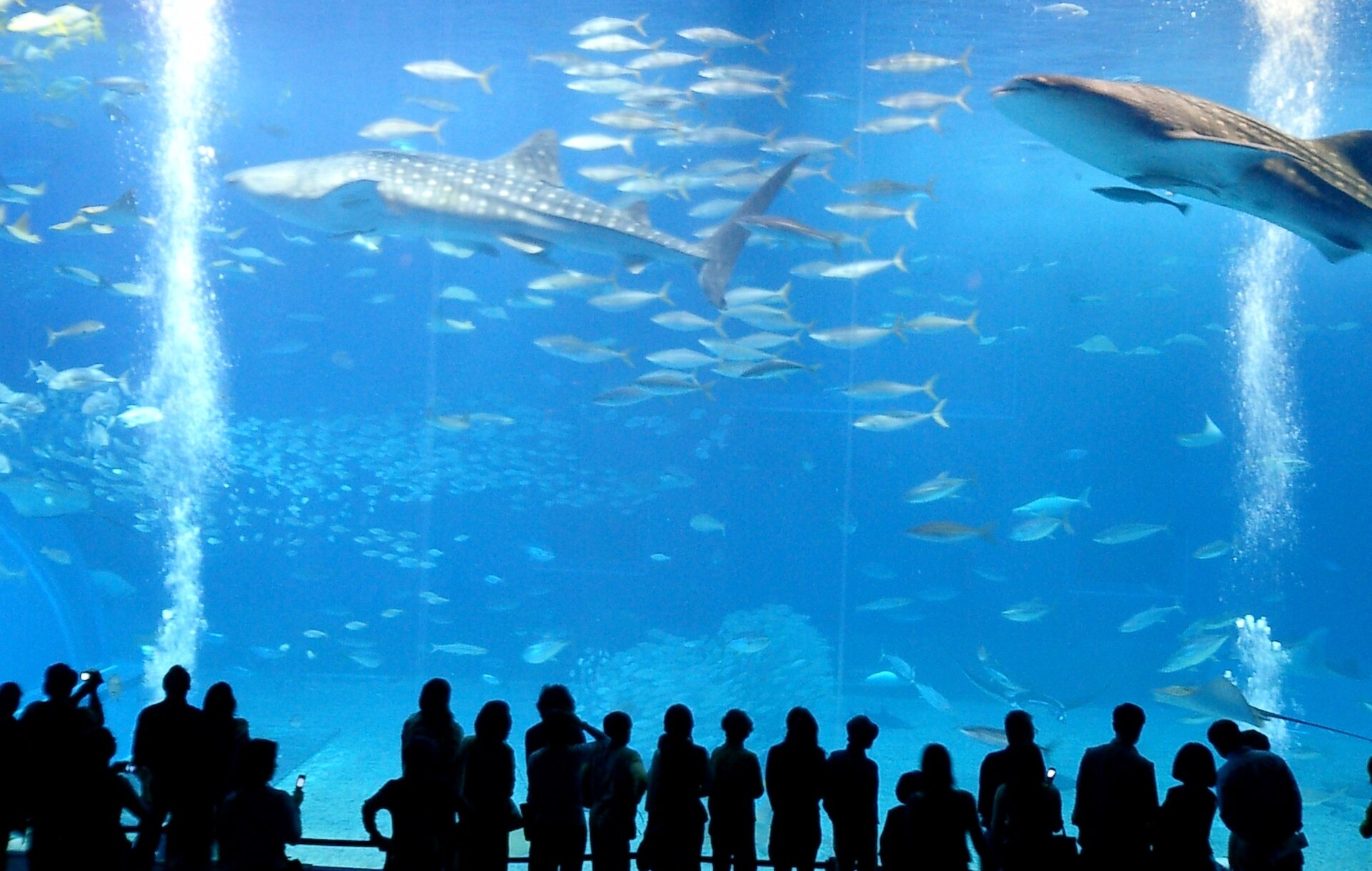 okinawachuraumiaquarium