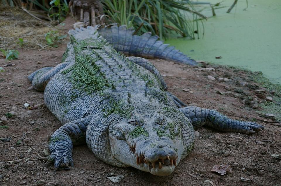 okomu forest reserve coccodrillo