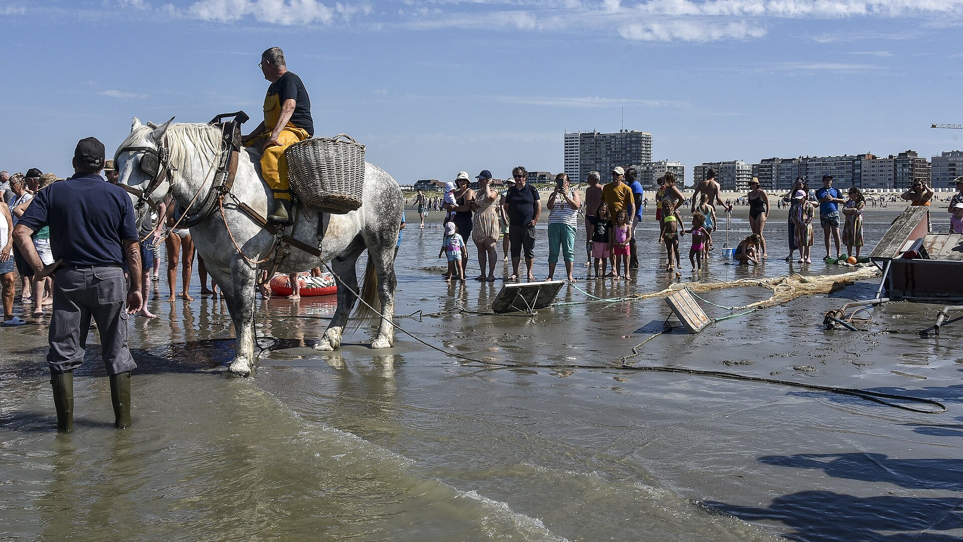 Pescatori a cavallo che raccolgono gamberetti sulla spiaggia di Oostduinkerke.