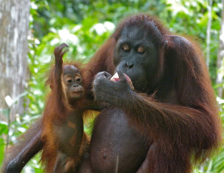 Orango di Sumatra