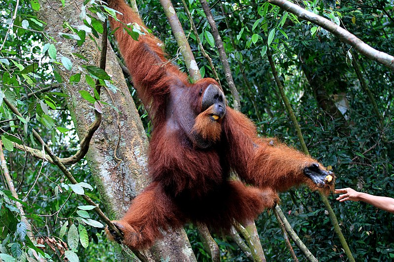 orangutan sumatra mengambil pisang