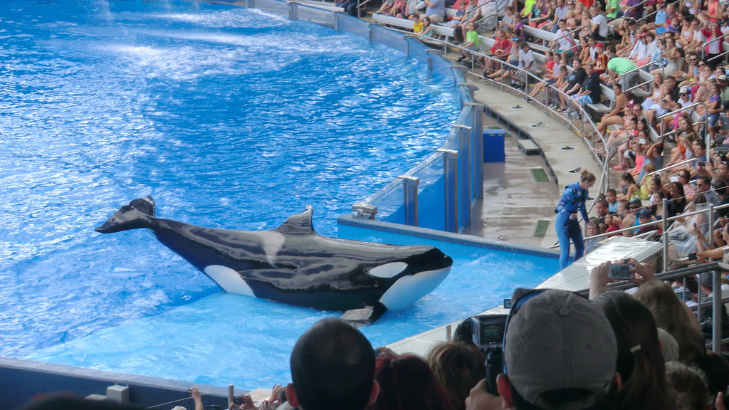 orca at sea world orlando