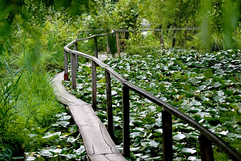 orto botanico laghetto lucca