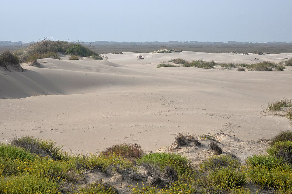 padre island national seashore interior island dunes kleberg co tx 2 nov 2022