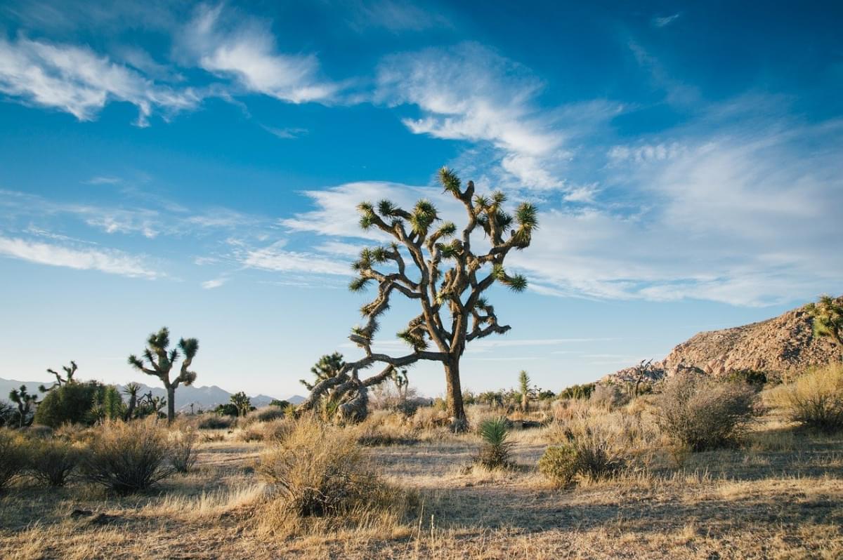 paesaggio del deserto joshua tree