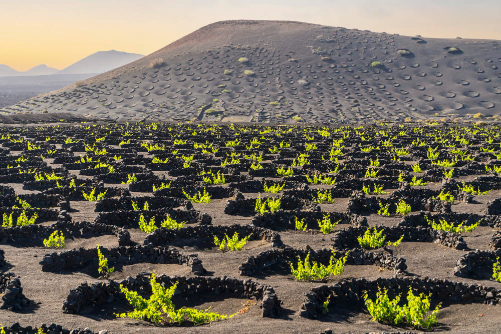 paesaggio di vigneti vulcanici di la geria lanzarote isole canarie spagna