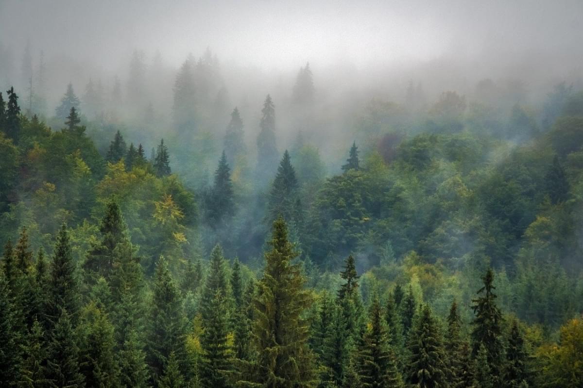 paesaggio natura foresta nebbia