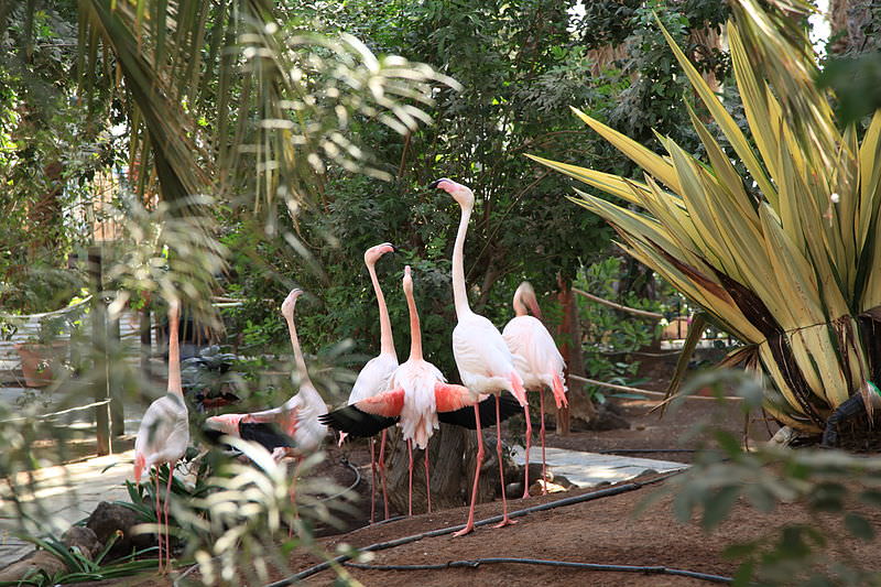 pajara morro jable avenida del saladar fv 2 stella canaris jardin zoologico 04 ies