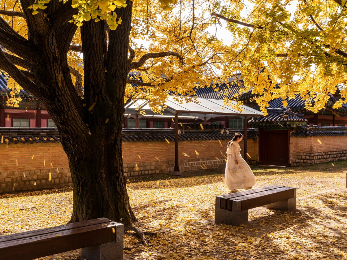 palazzo gyeongbok donna autunno 1