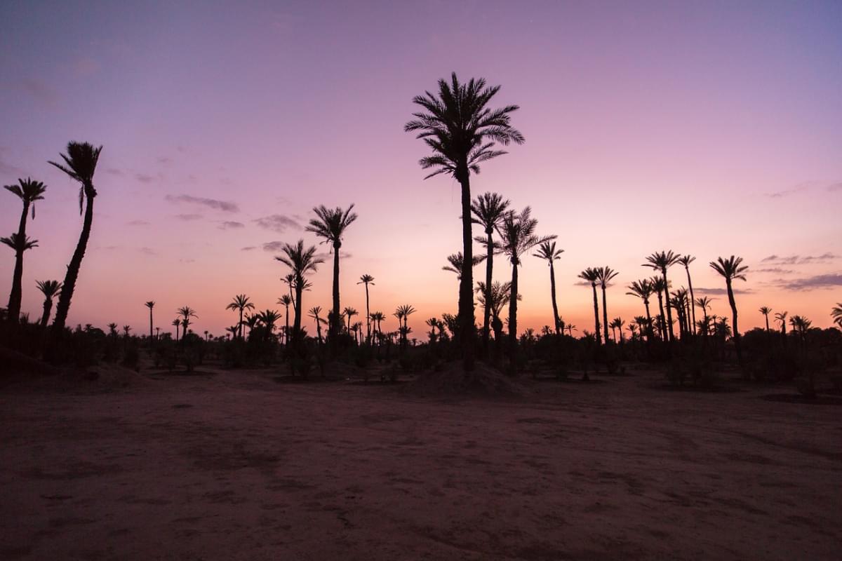 palme palm tramonto palma deserto 1