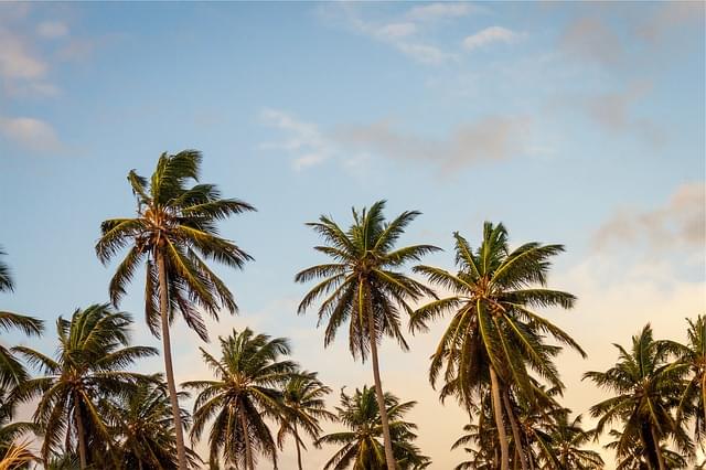 palme sao tom e principe