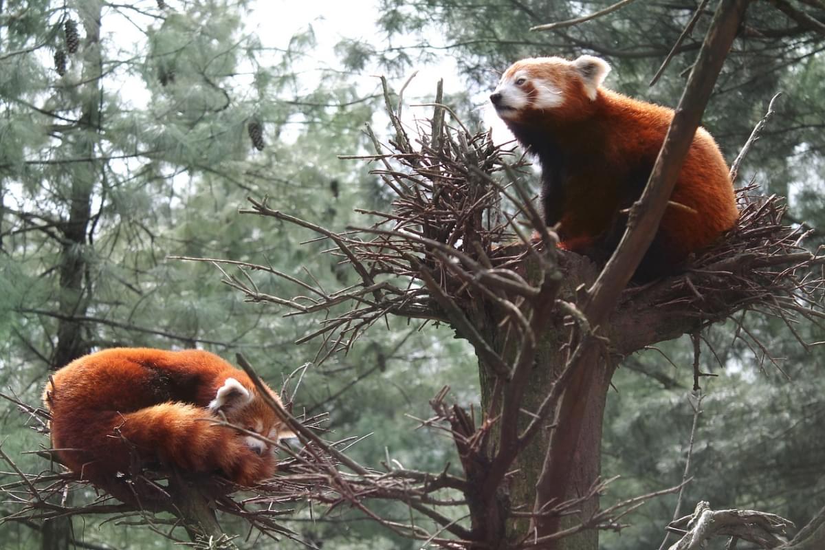 panda rosso panda central park oo