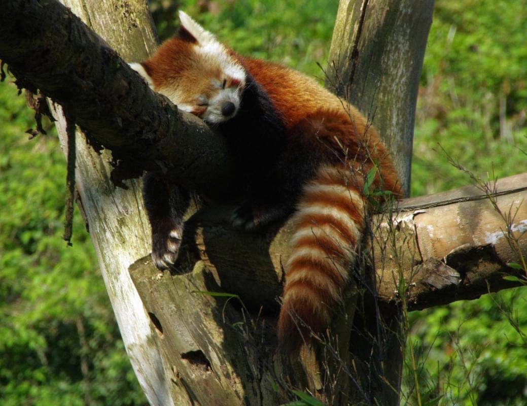 panda roux lo zoo di lille