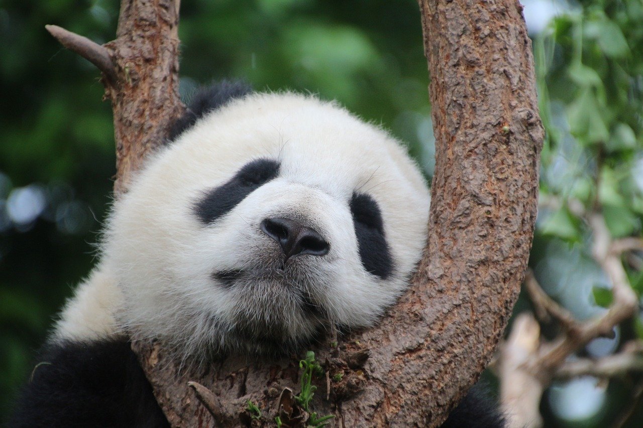 panda zoo taipei