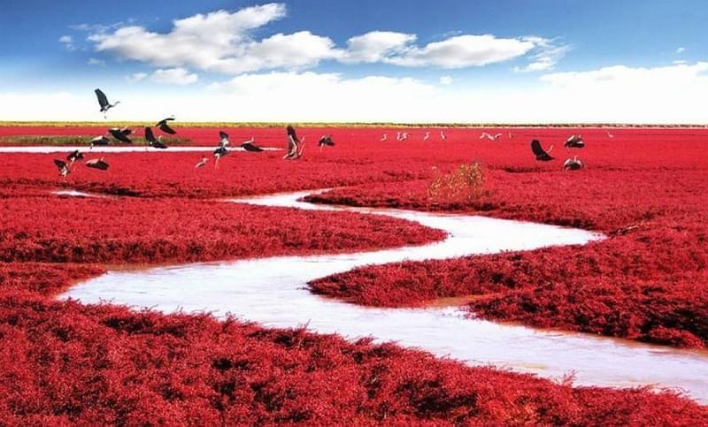 Red Seabeach a Panjin City