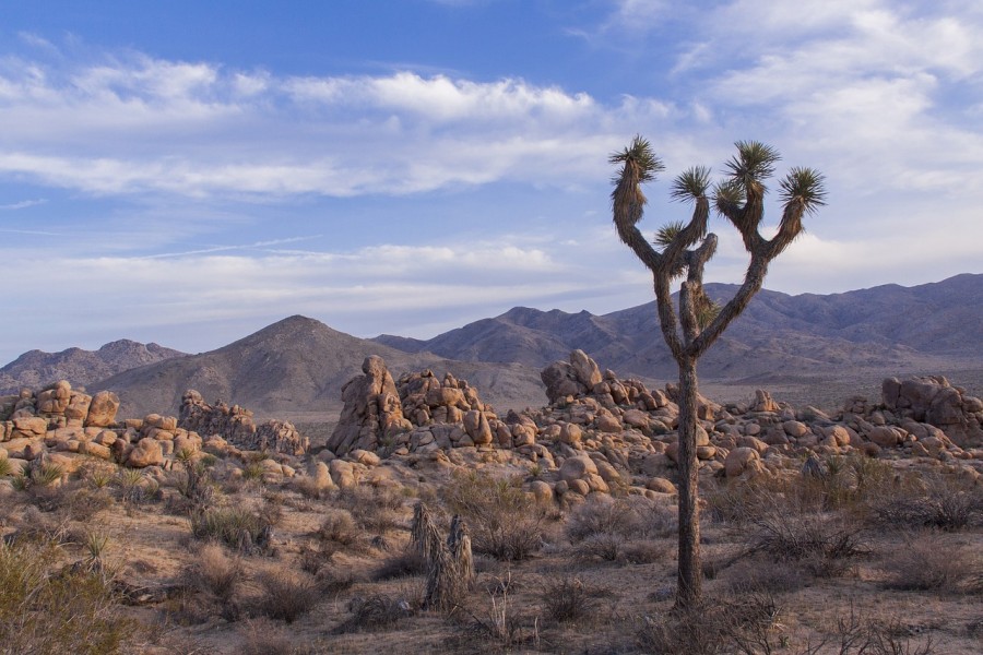 cielo stellato parco nazionale joshua tree