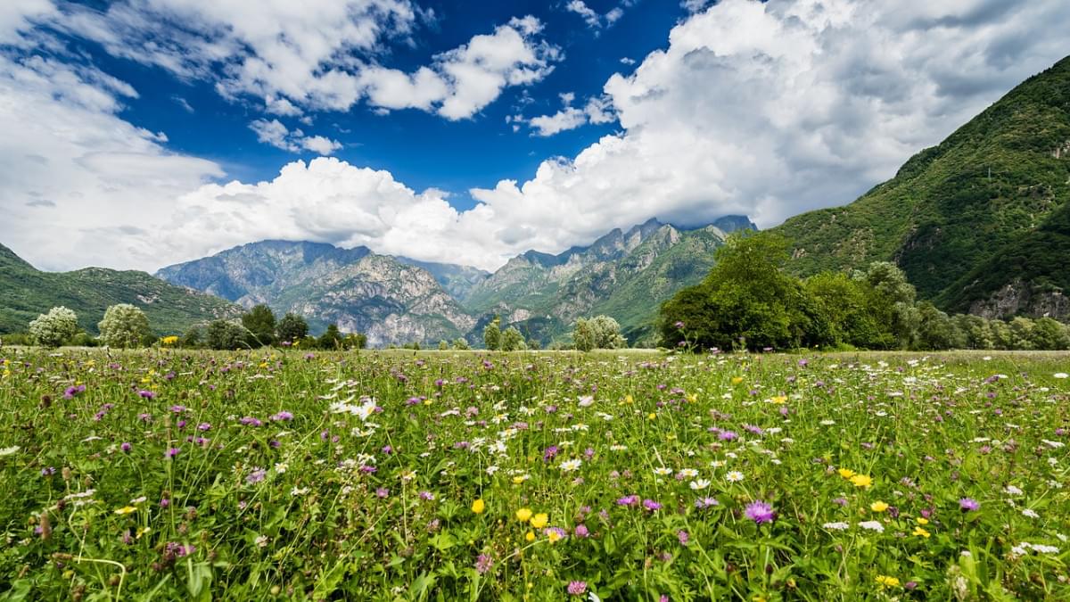 panorama valtellina prati fiori 1