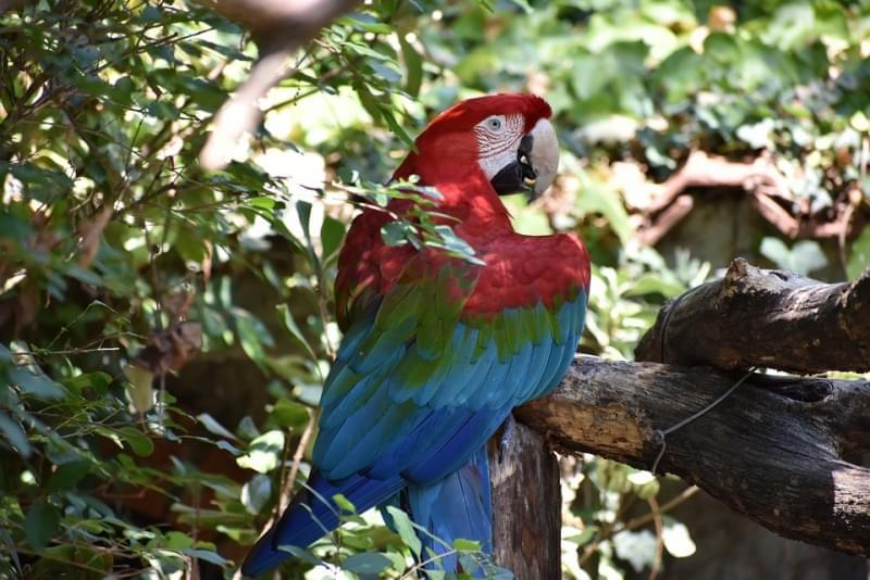 pappagallo giardino zoologico di pistoia