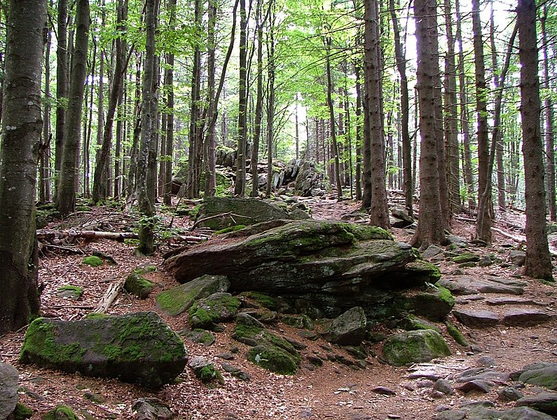 Parco Nazionale della Foresta Bavarese, Germania