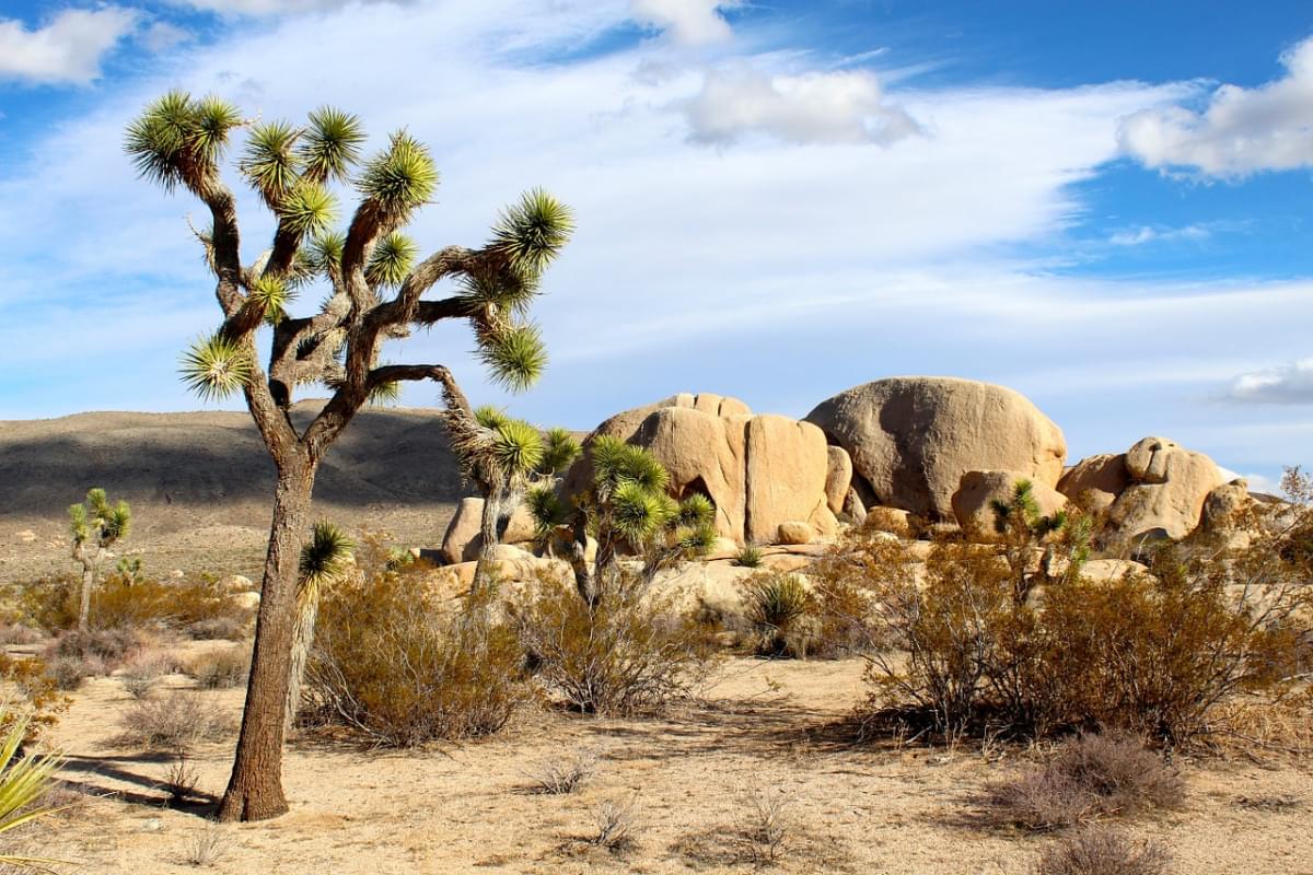 parco nazionale di joshua tree 1