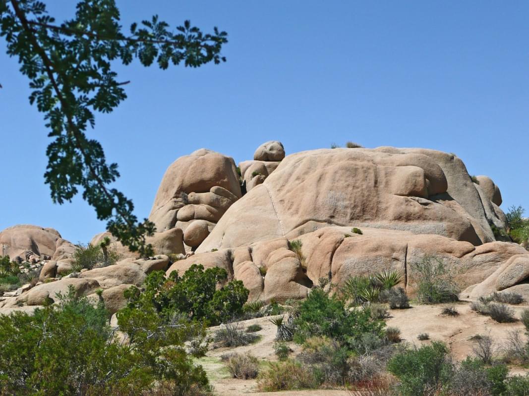 parco nazionale di joshua tree