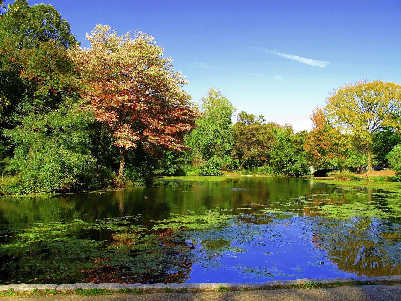 parco prospettico brooklyn new york 1