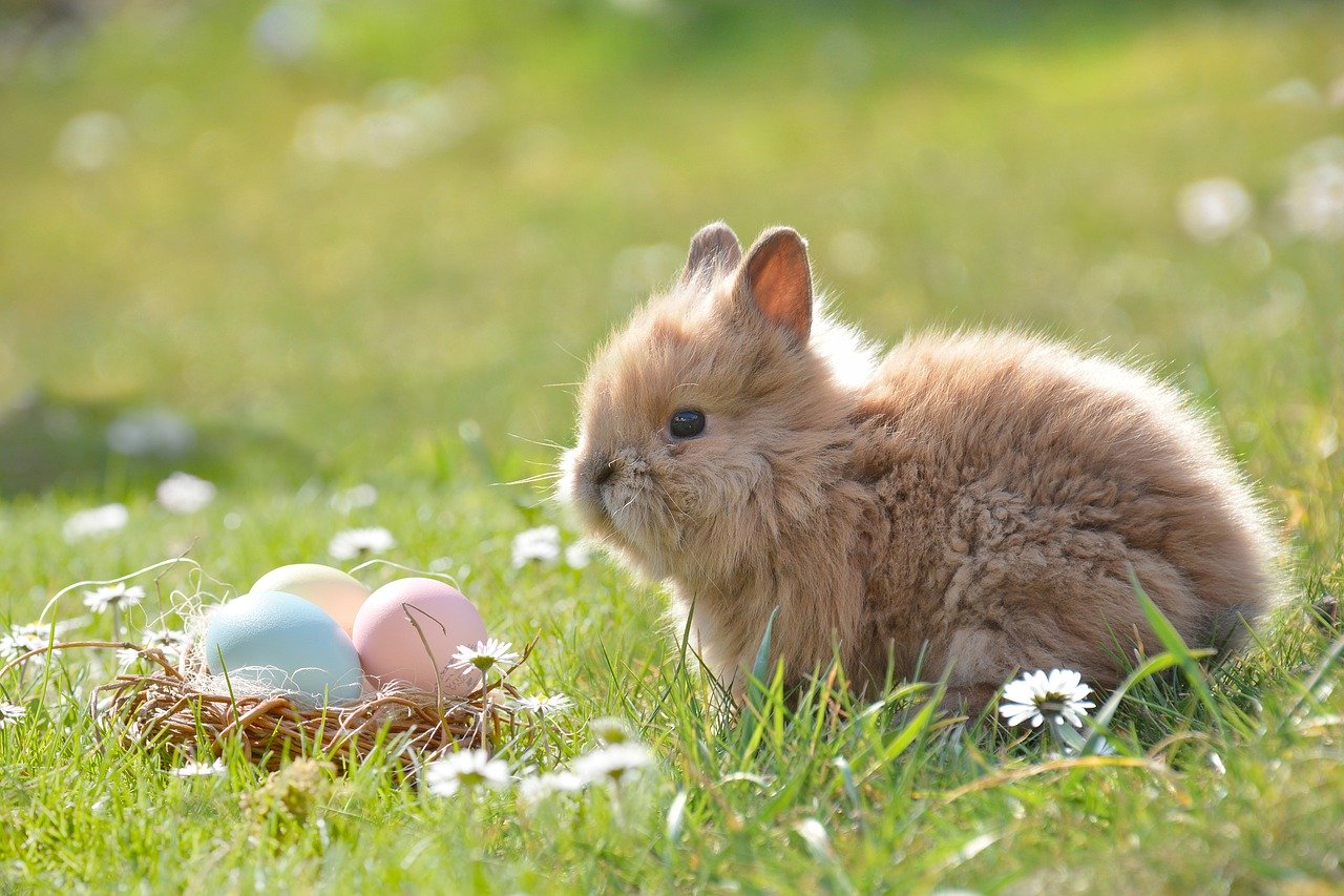 Pasqua Coniglietto Di Pasqua Uovo