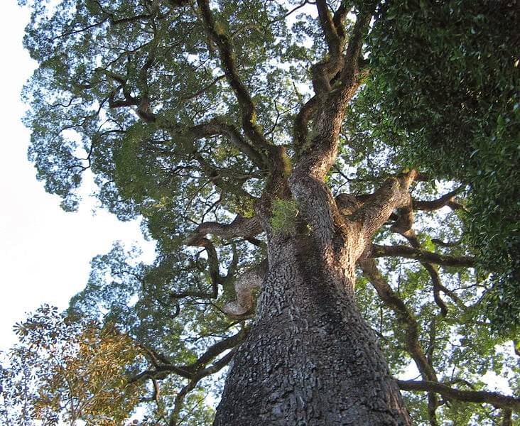 patriarca de la floresta brasile