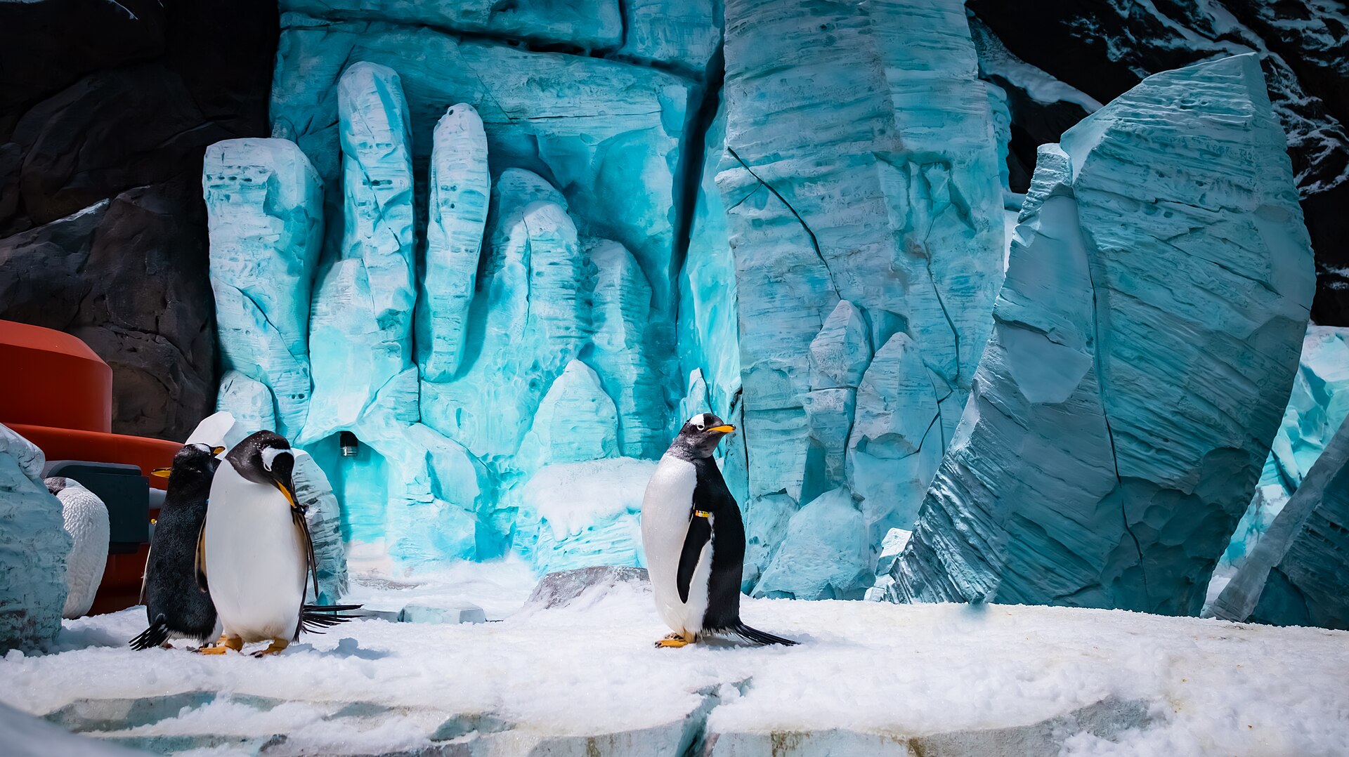 penguin portrait in the sea world aquarium abu dhabi city uae
