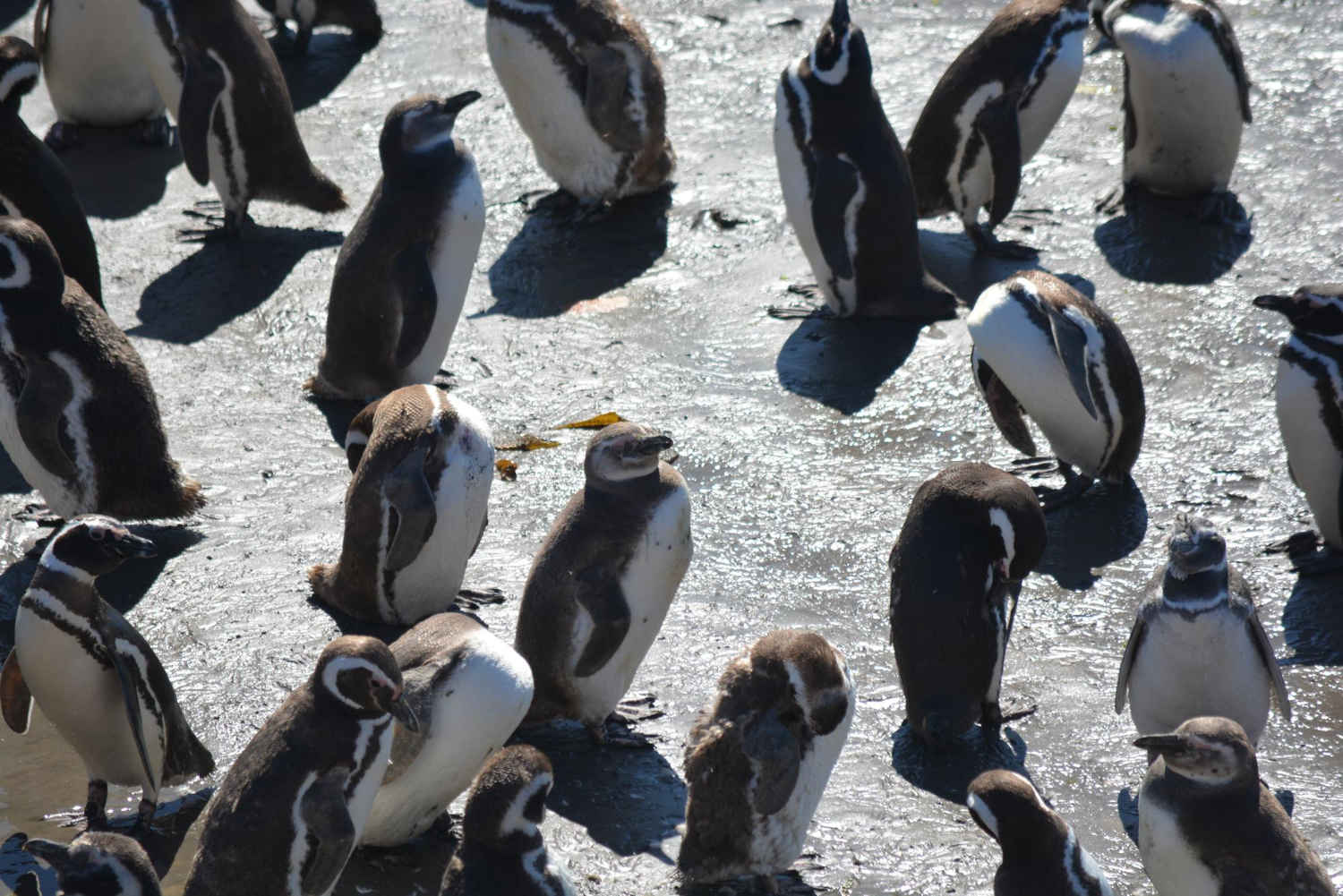 penguins in punta tombo chubut argentina