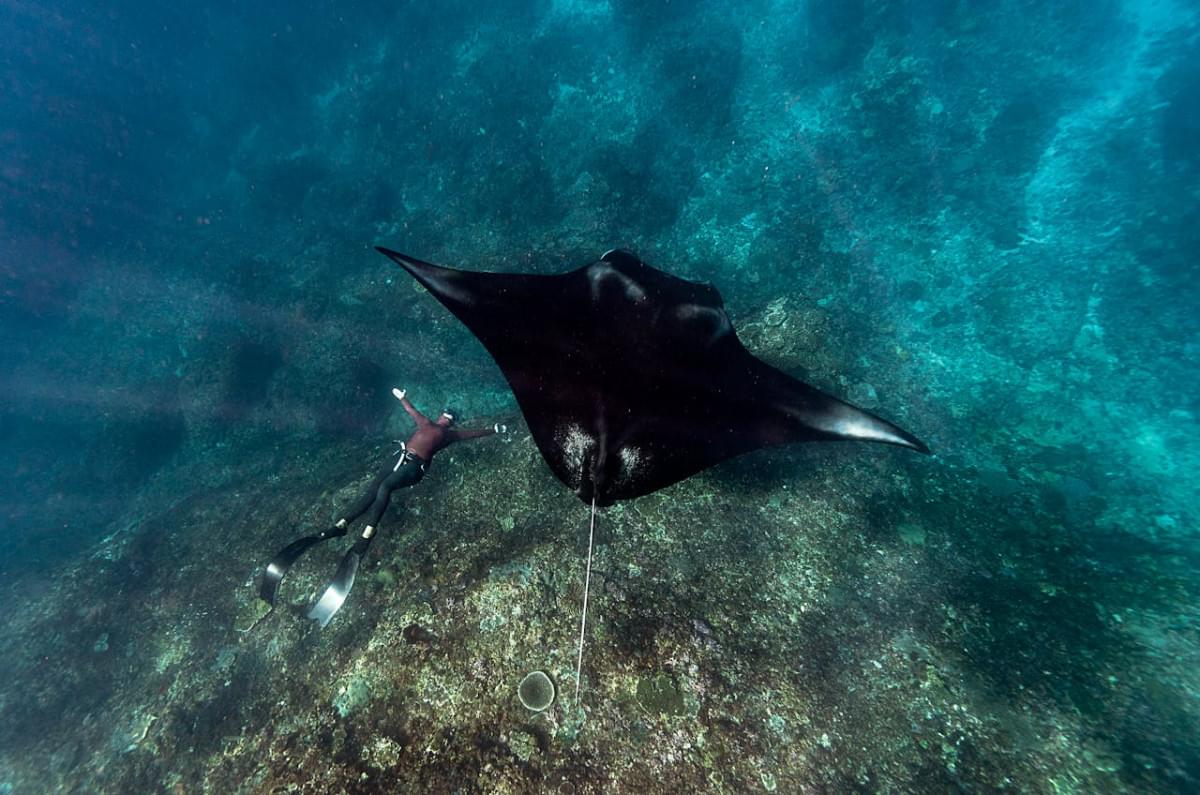 person swimming with a manta ray 1