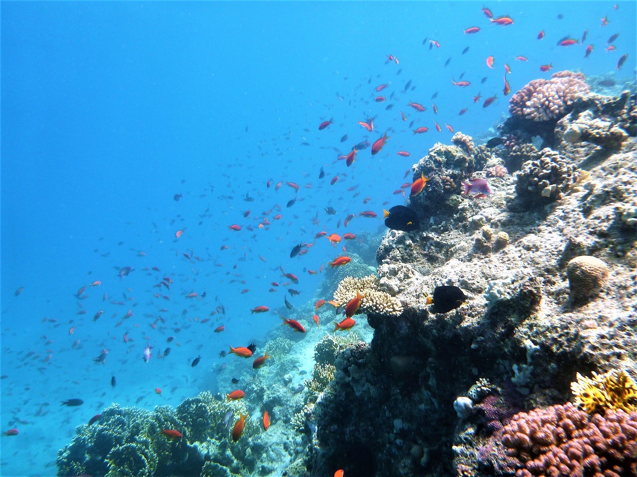 pesce mare blu barriera corallina