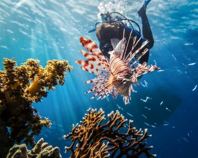 pesci scorpione e barriera corallina nel mar rosso