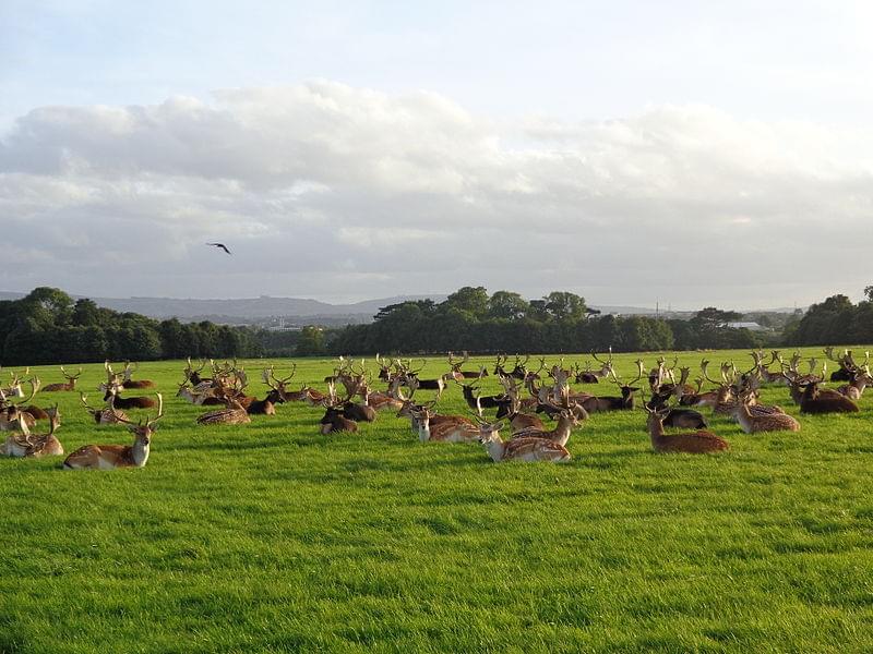 phoenix park dublin 16 1