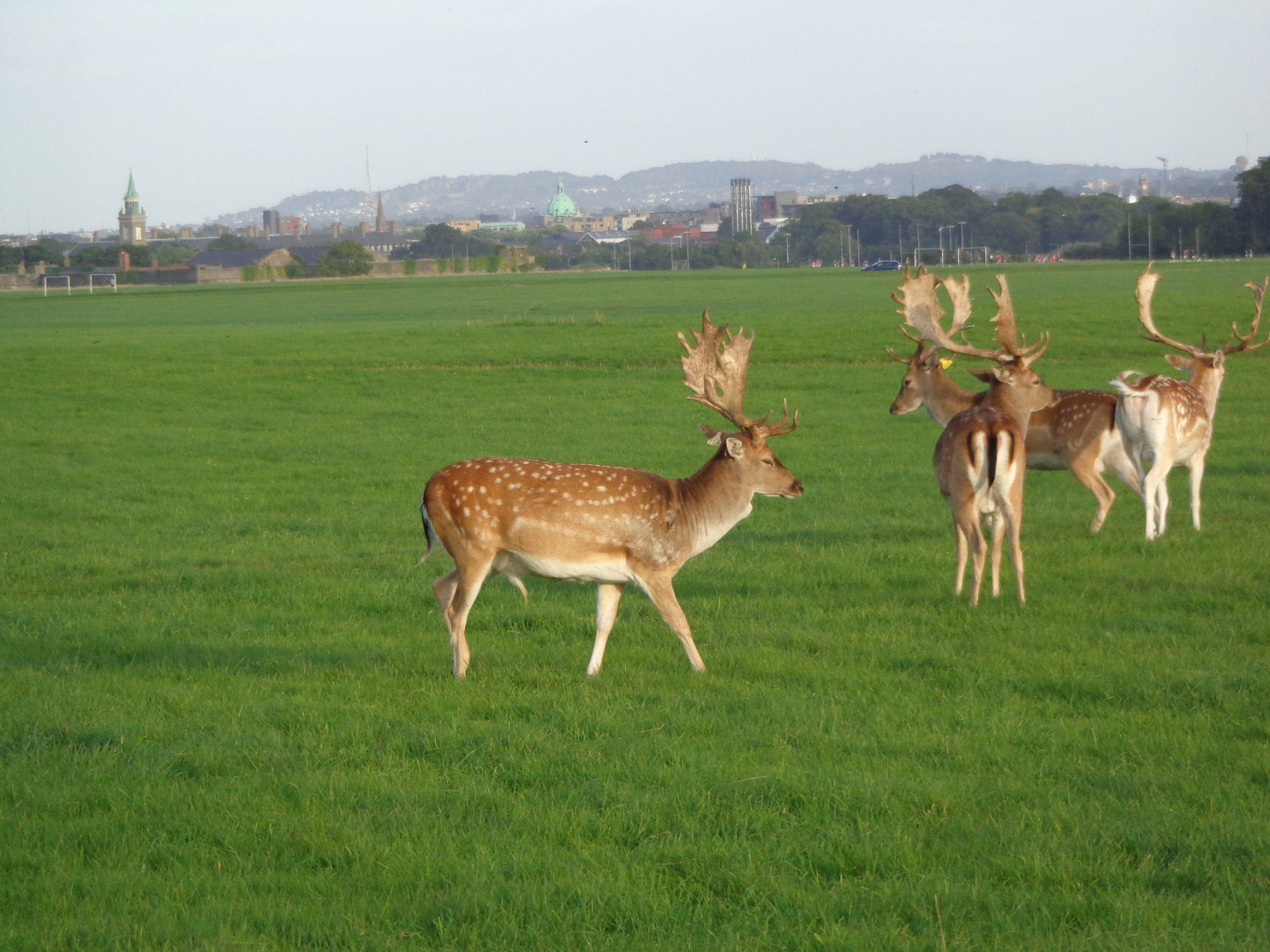 cervi selvatici (Daini) nel vasto e verde paesaggio del Phoenix Park di Dublino.