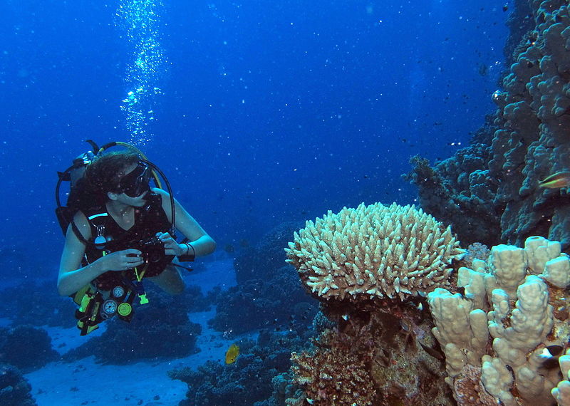 photographing coral at gota abu ramada red sea egypt scuba 6172509925