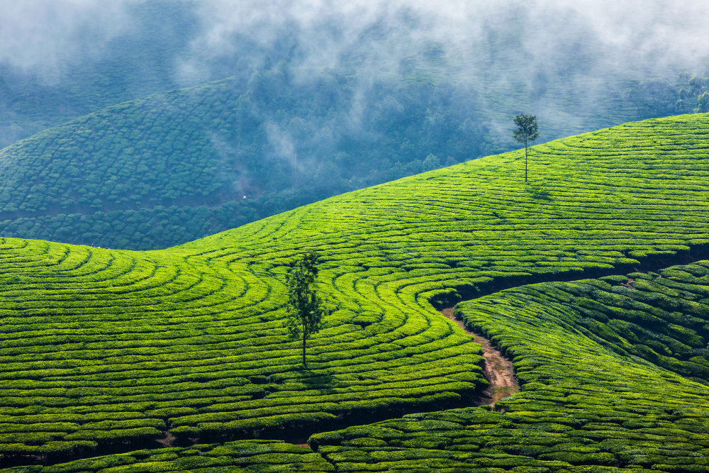 piantagioni di te verde a munnar kerala india