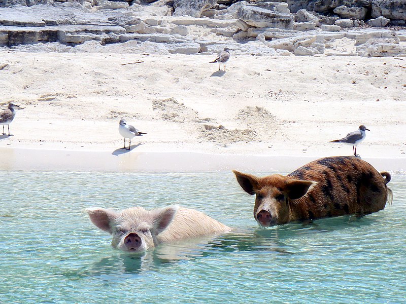 pigs and gulls on the beach