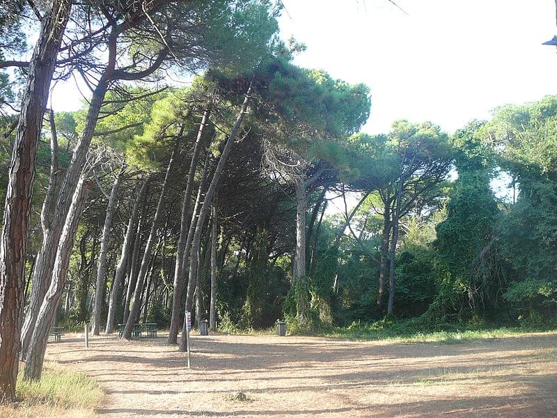 pineta milano marittima