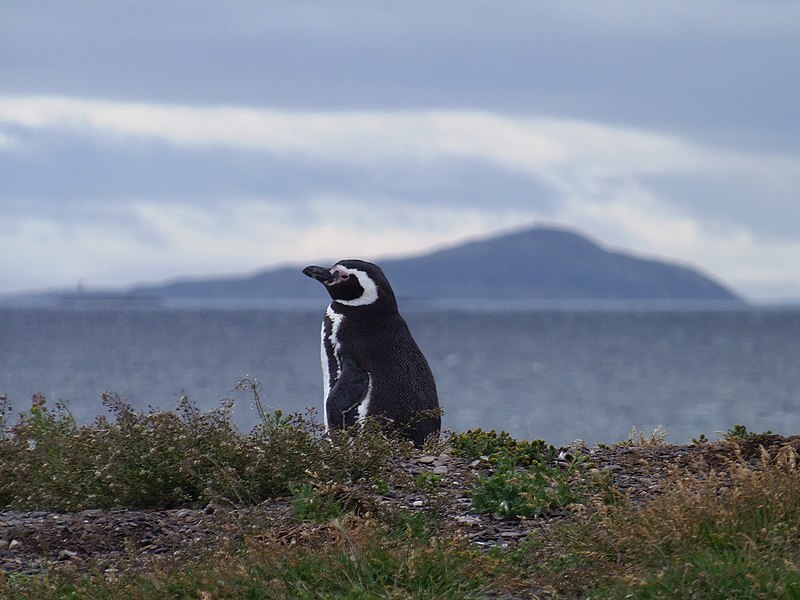 pinguinera de isla martillo
