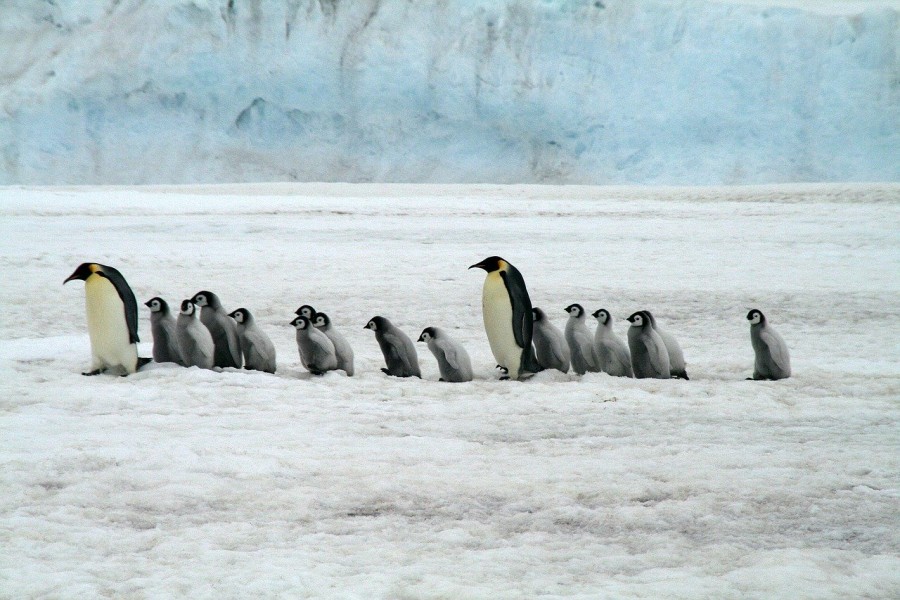 Pinguini Imperatore Antartide Natura