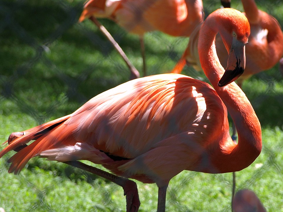 Fenicotteri a Ras Rmal a Djerba