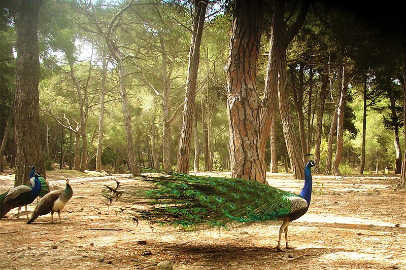 plaka forest kos island