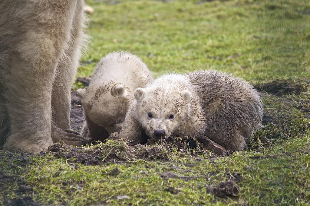 polar bear cubs